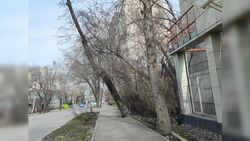 На пересечении улицы Элебаева и Геологического переулка накренилось дерево