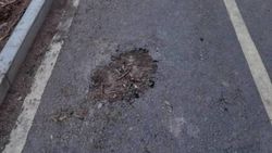 Ямы на велодорожке по Айтматова были до вырубки тополей. Ответ мэрии