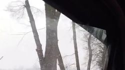 Жители Аламудунского района просят остановить вырубку деревьев. Видео