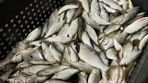 рыбная продукция