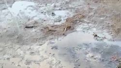 Горожанка жалуется на грязь на территории детсада №66. Видео