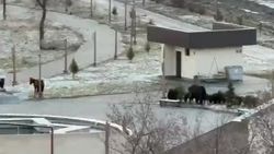 В Парке Дружбы Кыргызстана и Азербайджана пасутся лошади. Видео