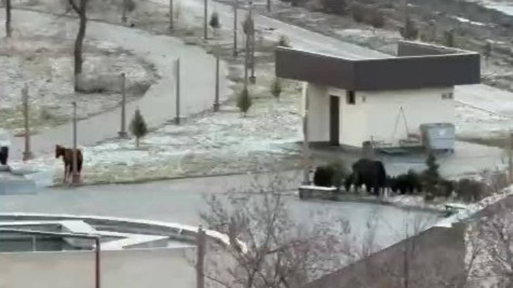 В Парке Дружбы Кыргызстана и Азербайджана пасутся лошади. Видео