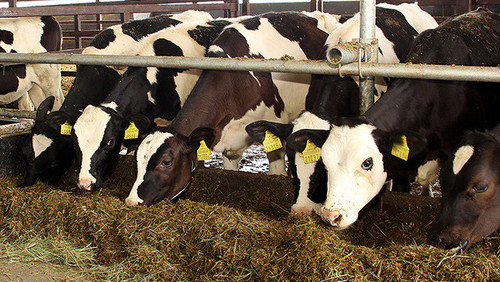 Идентификация Животных