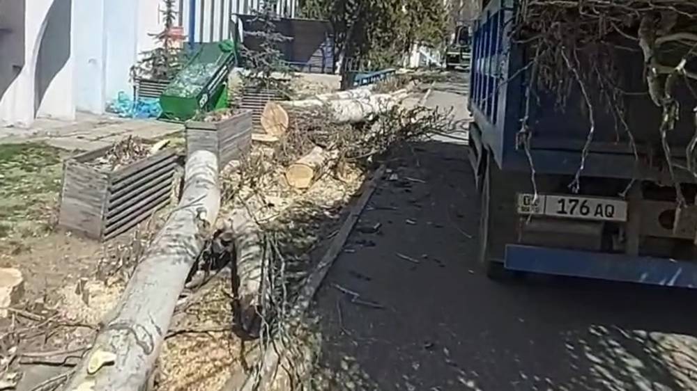 В 7 мкр массово вырубают деревья. Видео