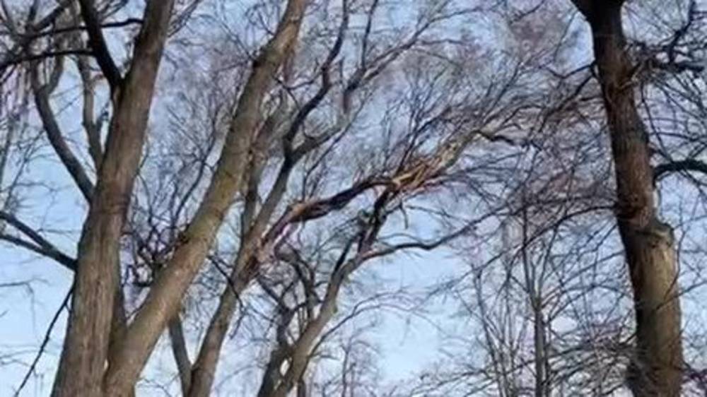 На бульваре Эркиндик сухая ветка может упасть на аллею. Видео