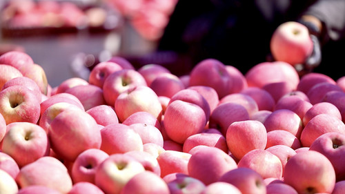 экспорт яблок