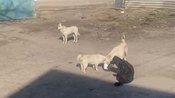 Горожанин жалуется на бродячих собак. Видео