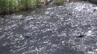 Жительница Таш-Кумыра потребовала независимой экспертизы воды в реке Нарын из-за рыбных хозяйств: Что ей ответили?