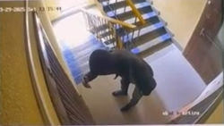 Парень в маске ходит по подъезду и фотографирует замки. Видео