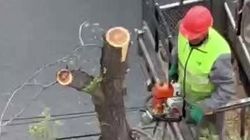 Зачем на Айтматова спилили дерево? Видео горожанина
