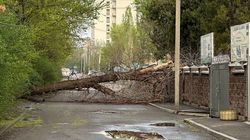 На Ибраева упало дерево и перекрыло дорогу. Фото