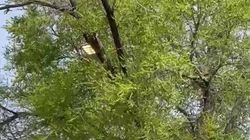 На Фучика днем горят фонари. Видео горожанки