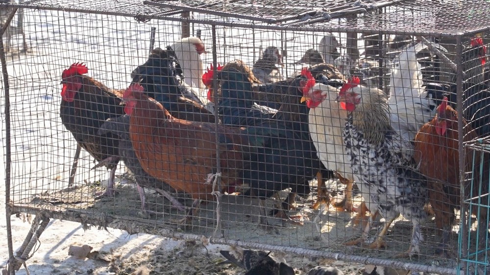 Иллюстрациялык сүрөт