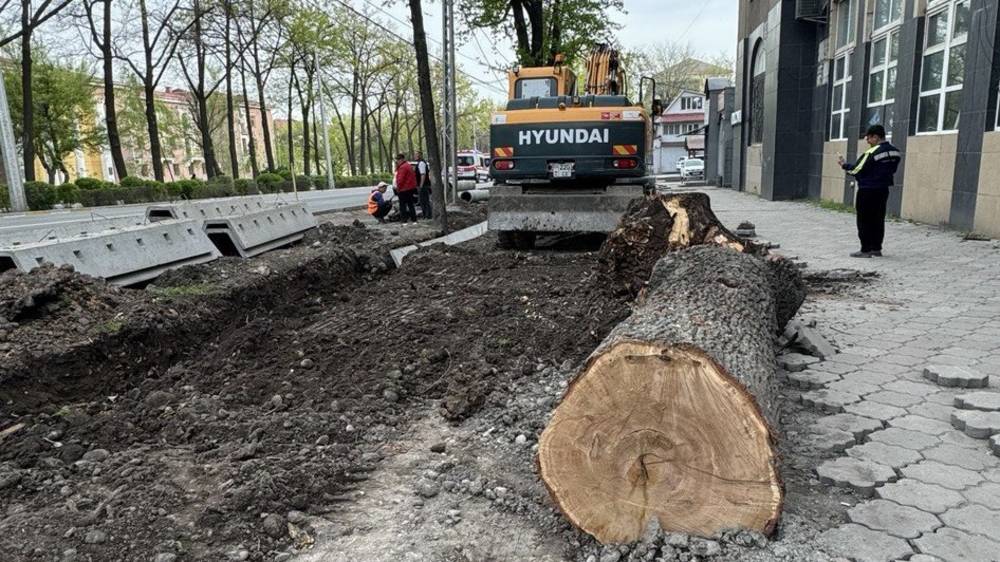 На Манаса снова срубили деревья. Фото