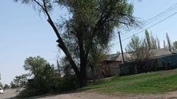 На трассе Кара-Балта—Чалдовар пилят деревья. Фото жителя