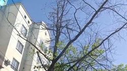 Сухое дерево на Логвиненко висит над дорогой. Ответ «Бишкекзеленстрой»