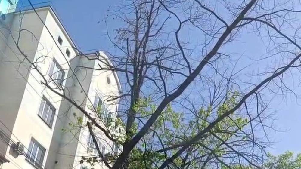Сухое дерево на Логвиненко висит над дорогой. Ответ «Бишкекзеленстрой»