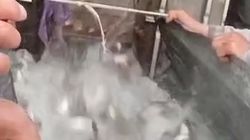 В Токтогульское водохранилище выпустили тонну мальков. Видео