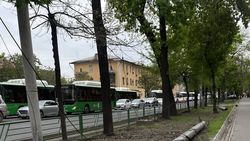 На проспекте Чуй тоже будут вырубать деревья? - горожанин