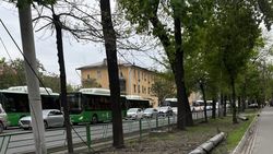 На проспекте Чуй тоже будут вырубать деревья? Ответ мэрии
