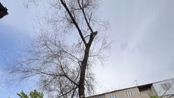 Дерево на Московской может упасть. Фото