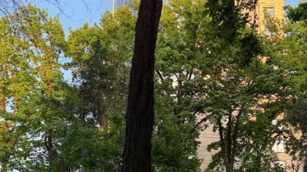 Горожанин показал самое «красивое» дерево в Бишкеке. Фото