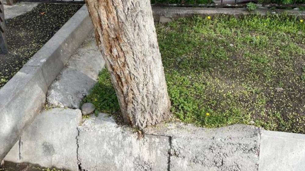 Деревья по улице Карасаева замуровали в бетон. Фото