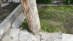 Деревья по улице Карасаева замуровали в бетон. Фото