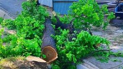 На Шабдан Баатыра спилили здоровый большой дуб, - очевидец