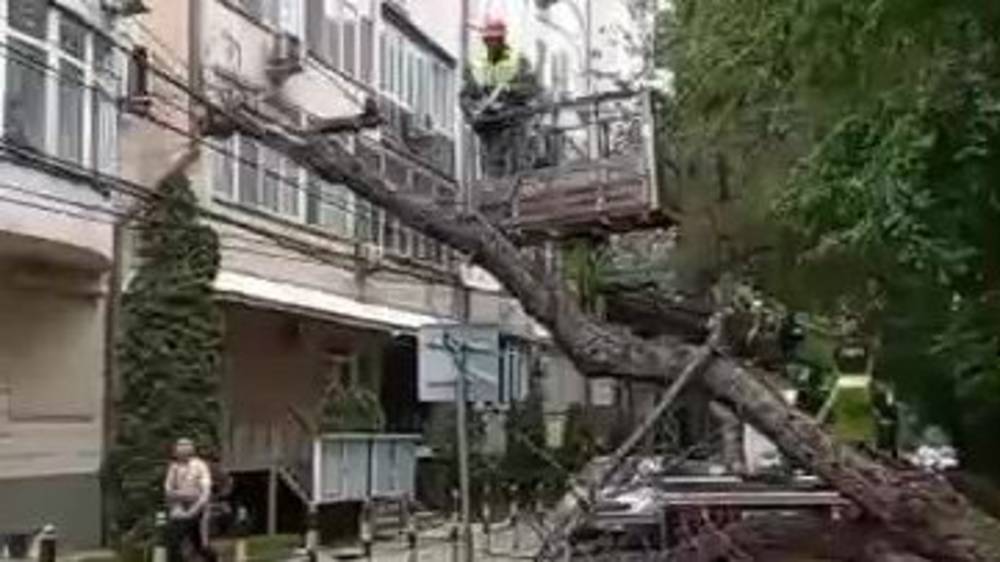 Упавшее дерево на Раззакова убрали. Видео мэрии