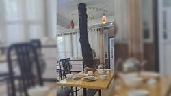 Внутри кафе в 9 мкр растет большое дерево, насколько законно расположено это кафе? - горожанин