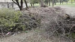 Сухие ветки и листья вывезли с территории парка Ататюрка, - мэрия