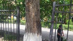 Возле школы №26 убрали часть забора, которая проходила сквозь дерево. Фото и видео мэрии