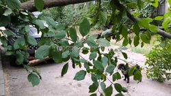 Сильный ветер сломал дерево во дворе многоэтажек и перегородил проезд