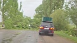 В Иссык-Кульской области сильный ветер с корнями вырвал деревья. Видео