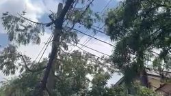 На Рыскулова ветка дерева висит на проводах. Видео горожанина