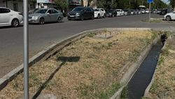 Почему при вырубке деревьев не сажают новые? - горожанин