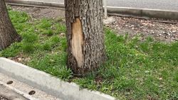 «Бишкекзеленстрой» будет принимать меры по лечению поврежденных деревьев, - мэрия