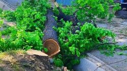 «Бишкекзеленстрой» не сносил деревья на Шабдан Баатыра
