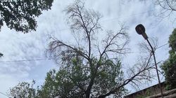 Горожанин просит спилить сухие ветки на Льва Толстого. Фото