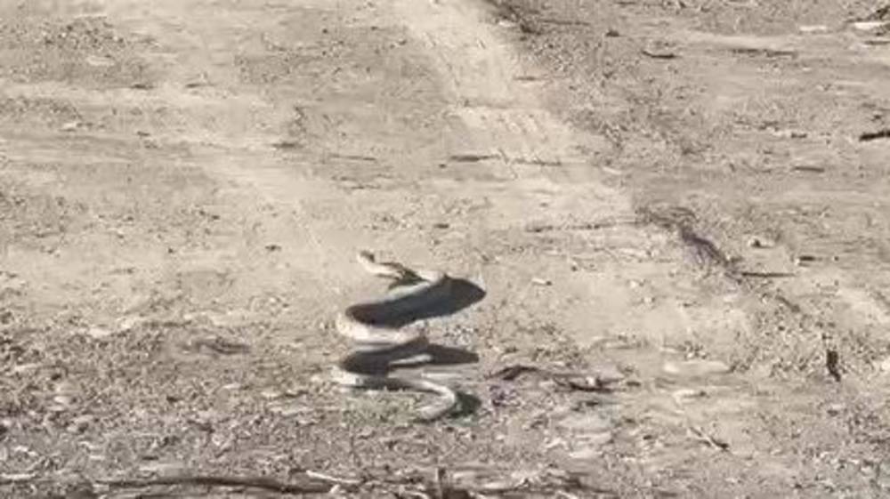 Змея возле домов на Айтматова. Видео