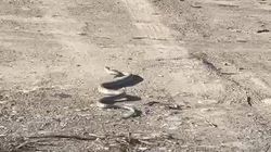 Змея возле домов на Айтматова. Видео