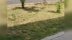 Зеленая зона в Верхнем Джале высыхает из-за того, что арык находится по ту сторону тротуара, - горожанка