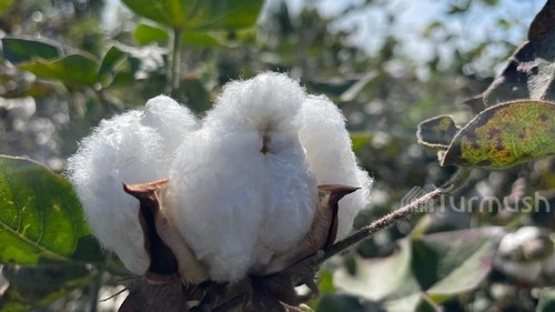 Производство Хлопка