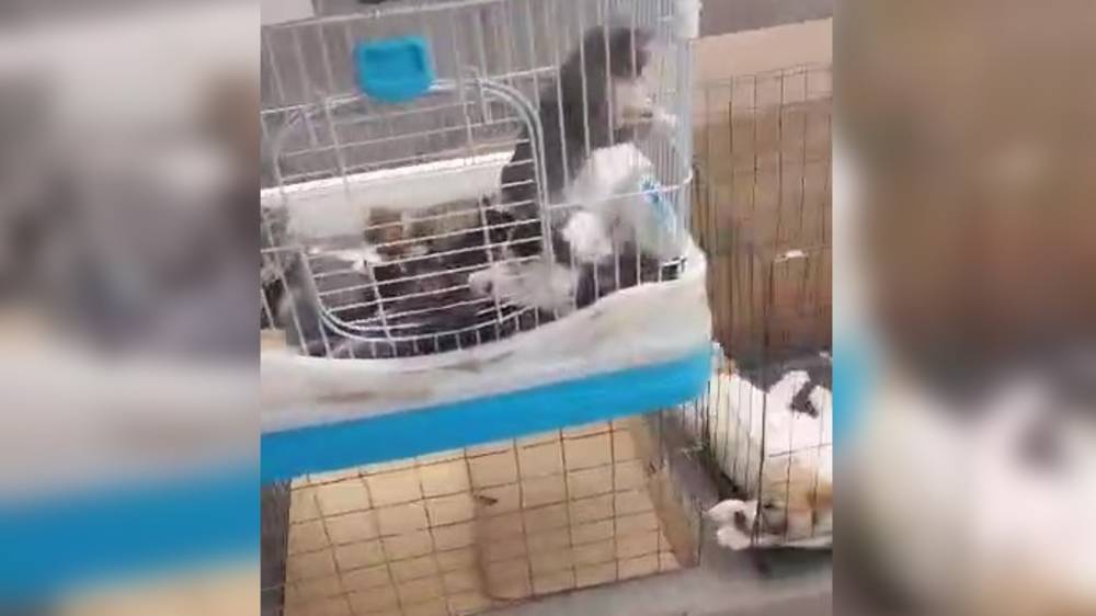 Незаконный «собачий» рынок продолжает работать, - горожанин