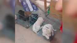 Незаконный «собачий» рынок продолжает работать, - горожанин
