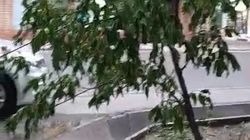 На Боконбаева сохнут саженцы. Видео