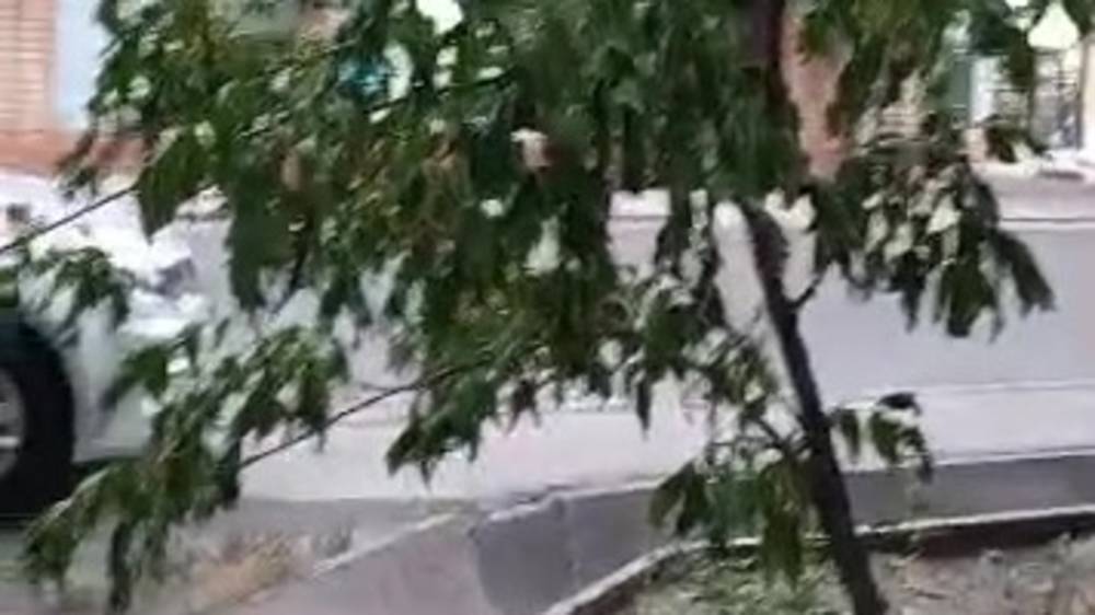 На Боконбаева сохнут саженцы. Видео