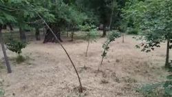 Из-за малого объема воды в БЧК и недостаточного уровня воды в озерах Сорока полив парка рядом не осуществляется, - мэрия